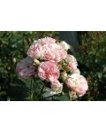 Rosa Lenbofa Bouquet Parfait